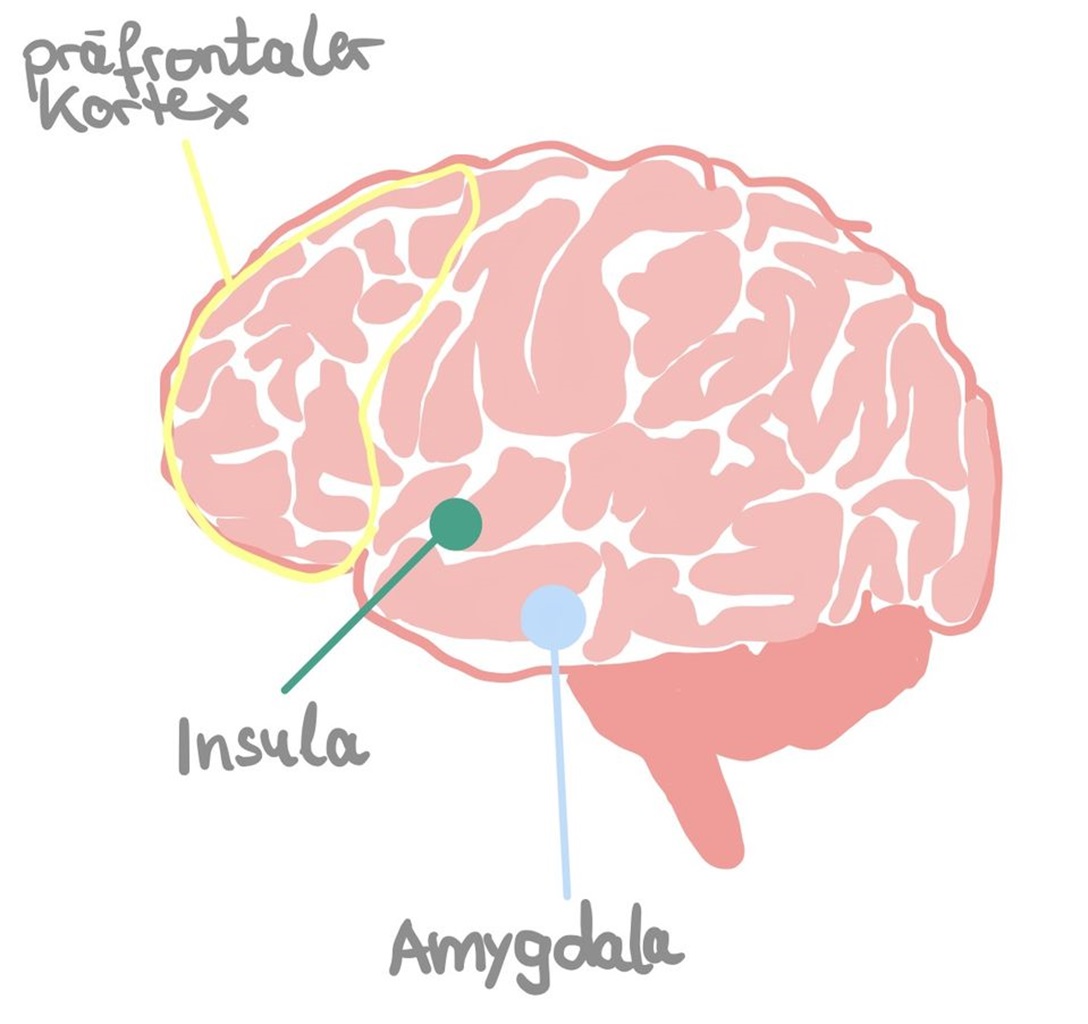 Bild 3: Das Gehirn (Nur Illustrationszwecke, keine detailgetreue anatomische Darstellung)