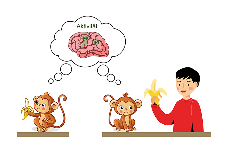 Bild 2: Entdeckung der Spiegelneuronen. Abbildung: Eigene Darstellung nach Stiso und Perry, 2016).