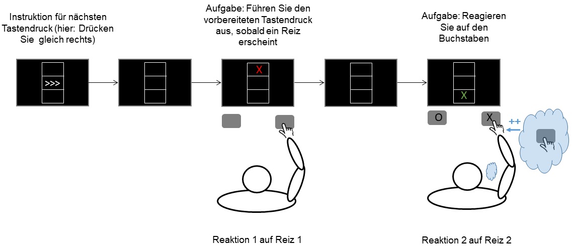Bild 2: Bindungen zwischen Reizen und Reaktionen können entstehen, wenn eine Reaktion (Reaktion 1) auf einen Reiz (Reiz 1) ausgeführt wird. Wenn ein zweiter Reiz (Reiz 2) Eigenschaften des ersten Reizes (hier: die Form) wiederholt, ruft dies die gebundene Reaktion ab. Entspricht diese der geforderten Reaktion (Reaktion 2= Reaktion 1), beschleunigt dies die Ausführung der zweiten Reaktion (dargestellt durch „++“ im Bild).