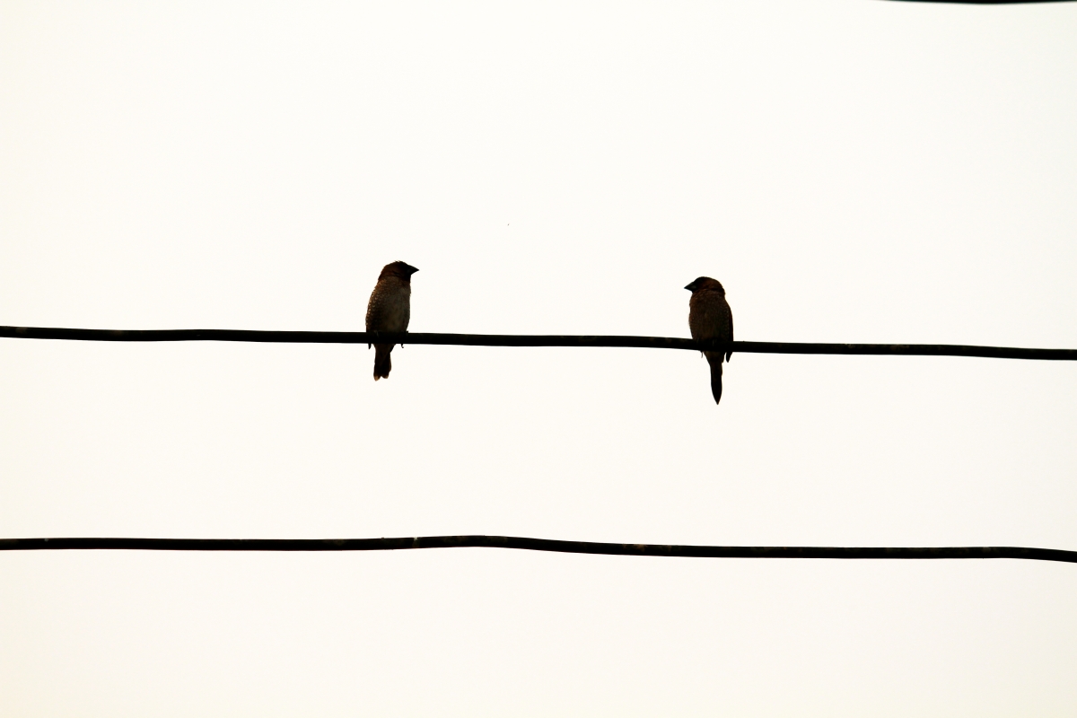 Bild 4: Kitzero via Shutterstock