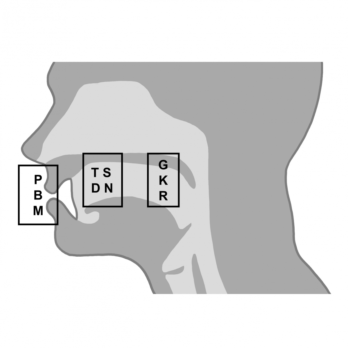 Bild 1: Konsonanten werden an unterschiedlichen Artikulationsorten im Mund ausgesprochen – zum Beispiel vorne an der Lippe, mit der Zunge am vorderen Gaumen, oder am hinteren Rachen.