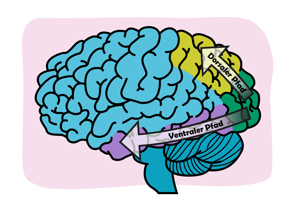 Bild 2: Dorsale und ventrale Pfade
