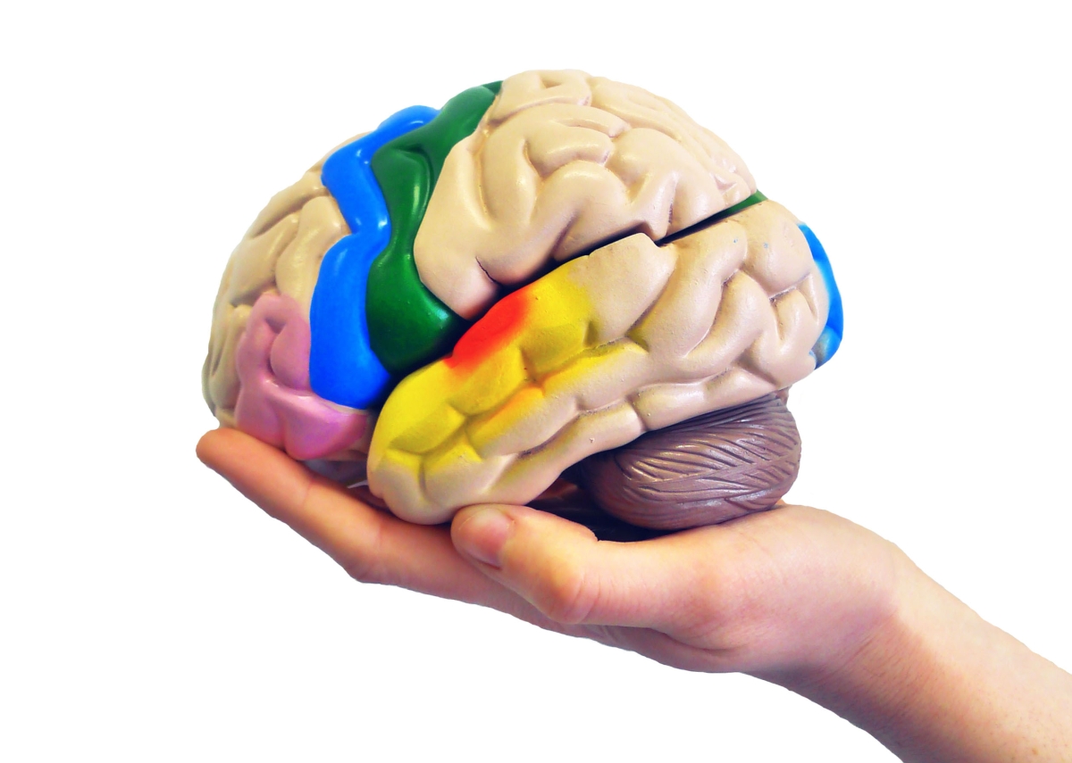 Bild 2: Neurowissenschaftliche Forschung zeigt, dass unser Gehirn Empathie für den Schmerz anderer Personen in bestimmten Regionen verarbeitet, die Teil unseres körpereigenen Schmerznetzwerks sind. Dazu zählen unter anderem der anteriore insuläre und vordere mittlere zinguläre Kortex, die beide dem sogenannten affektiv-motivationalen Teil von Schmerzwahrnehmung zugeschrieben werden. Der sensorisch-diskriminative Teil umfasst dagegen den primären und sekundären somatosensorischen Kortex.