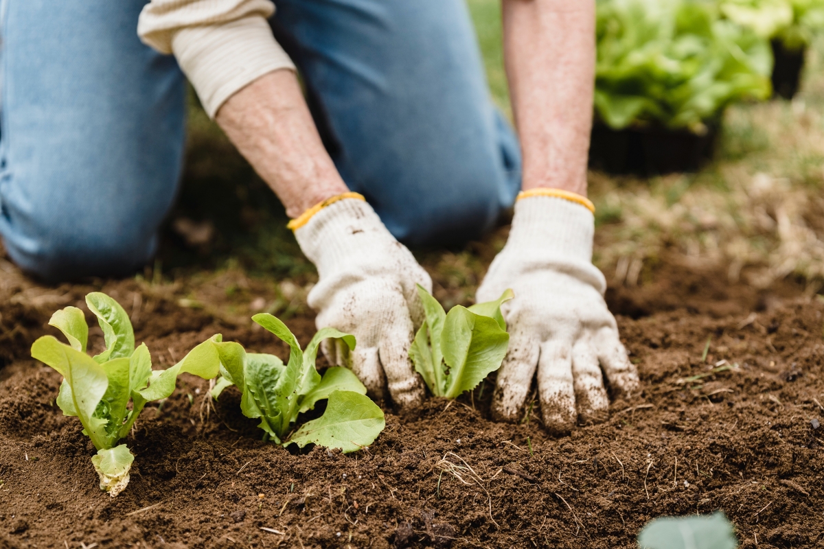 Bild 3: In einer Solidarischen Landwirtschaft packen Mitglieder auf dem Acker mit an.