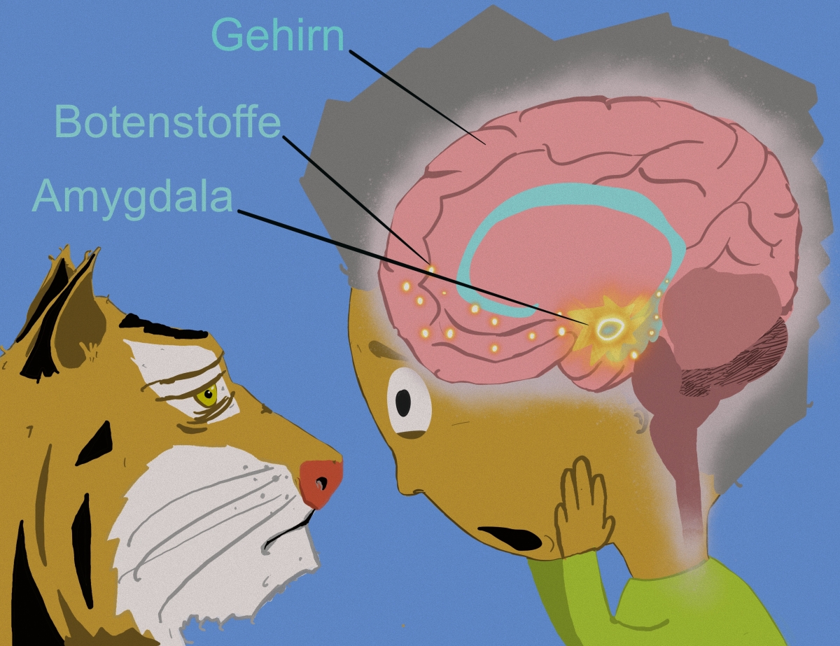 Bild 7: Amygdala